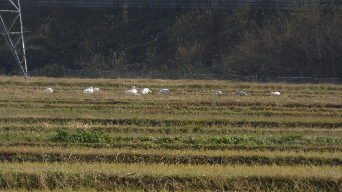 Beltxarga txistularia/oihularia - ML645838185