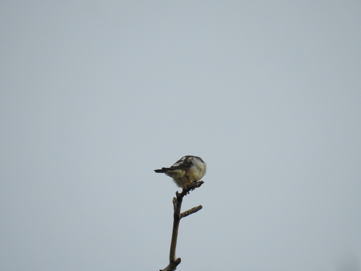 Pearl Kite - ML645838186