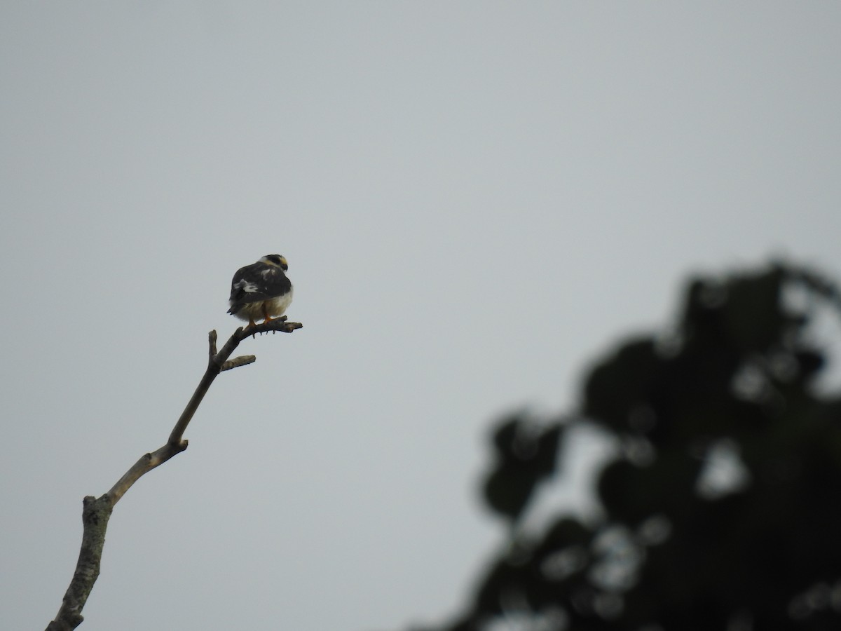 Pearl Kite - ML645838187