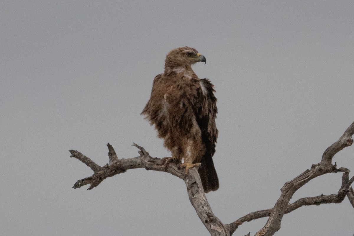 Wahlberg's Eagle - ML645838188
