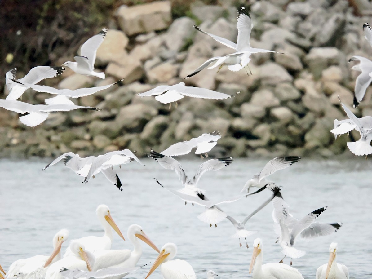 Delawareko kaioa - ML645838194