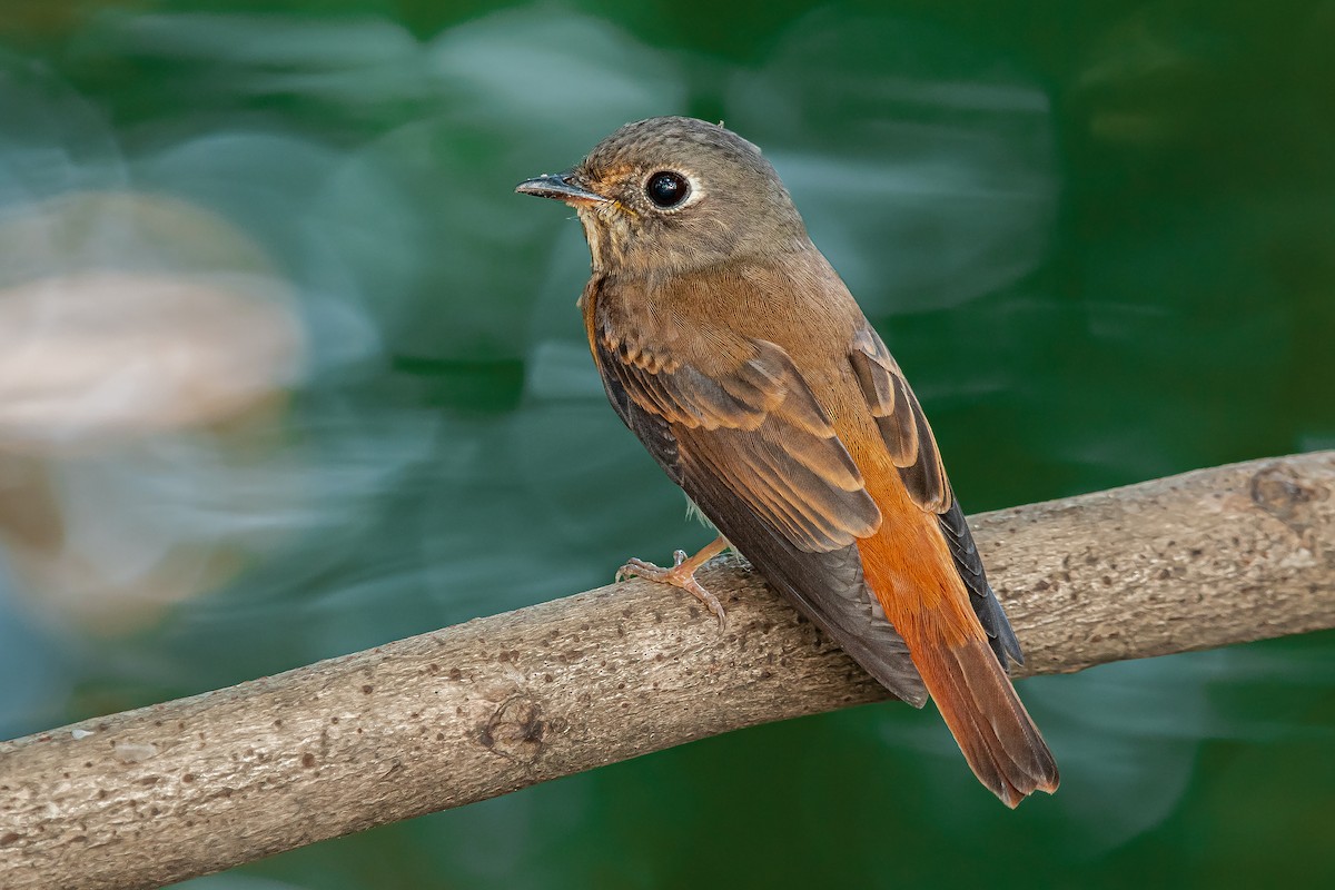 Ferruginous Flycatcher - ML645838205