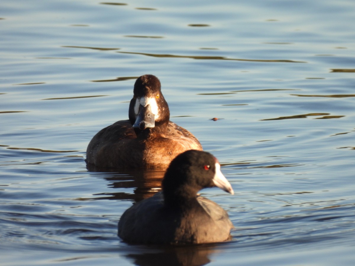 American Coot - ML645838208