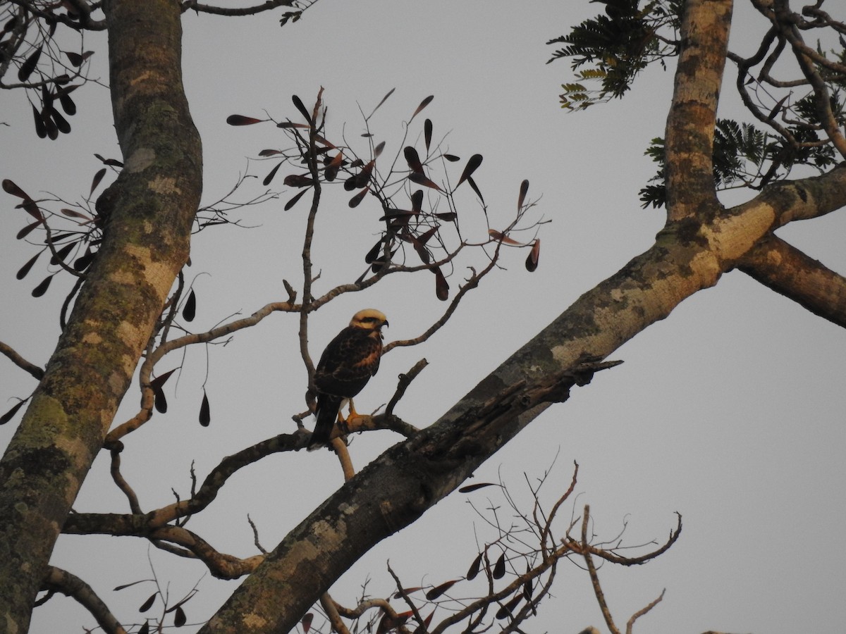 Gray-lined Hawk - ML645838210