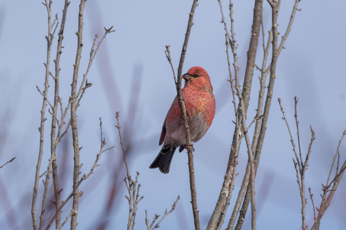 Pine Grosbeak - ML645838212
