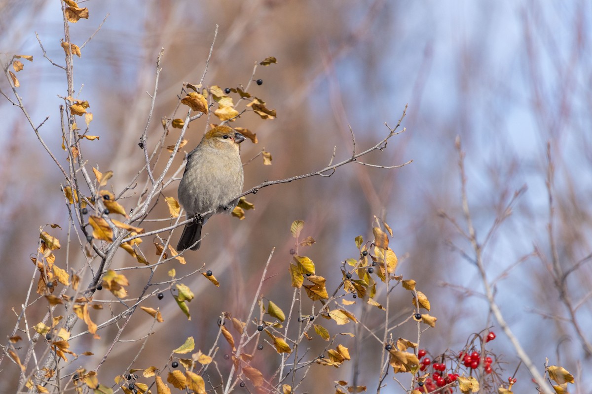 Pine Grosbeak - ML645838213