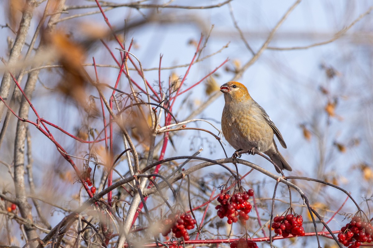 Pine Grosbeak - ML645838214