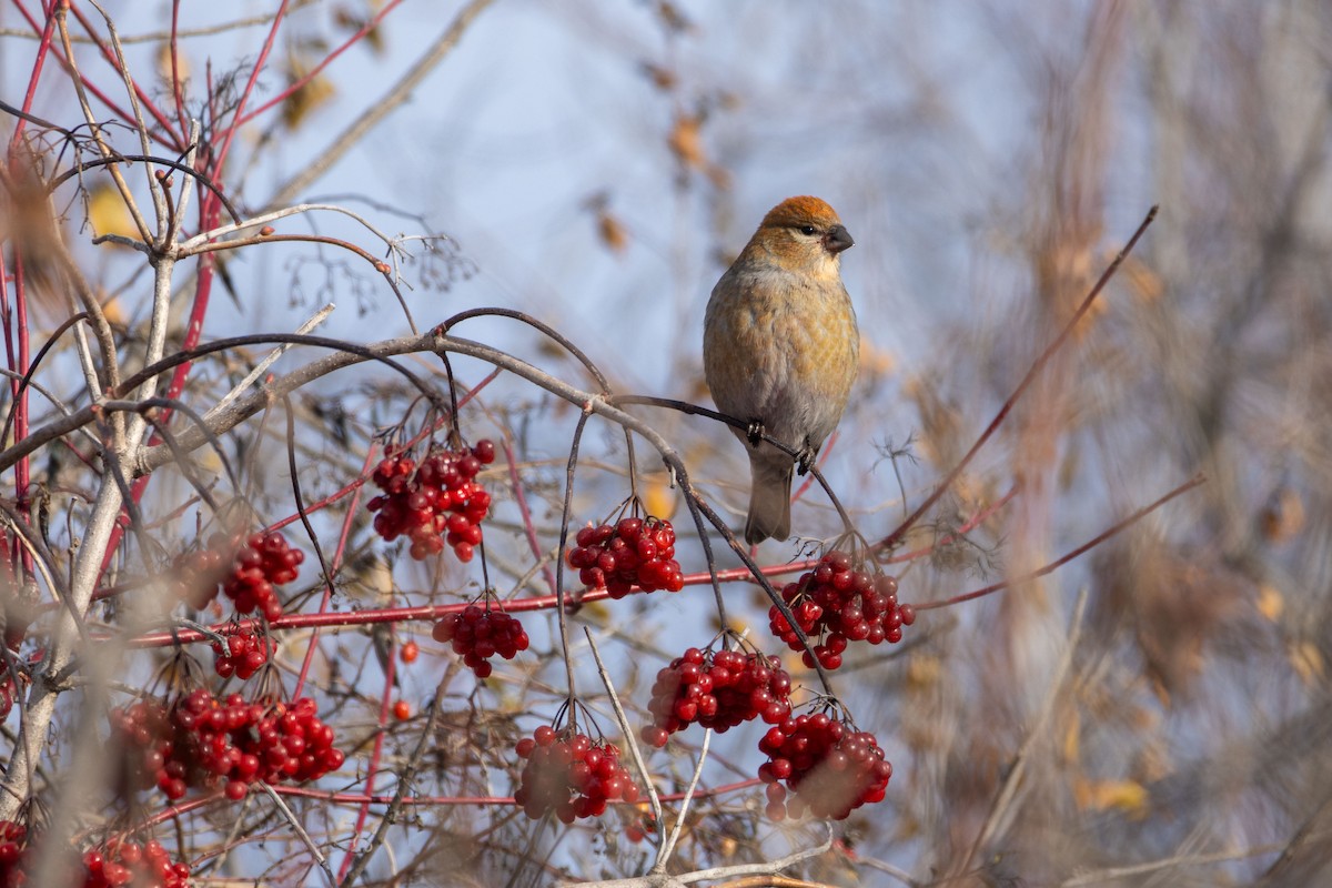 Pine Grosbeak - ML645838215