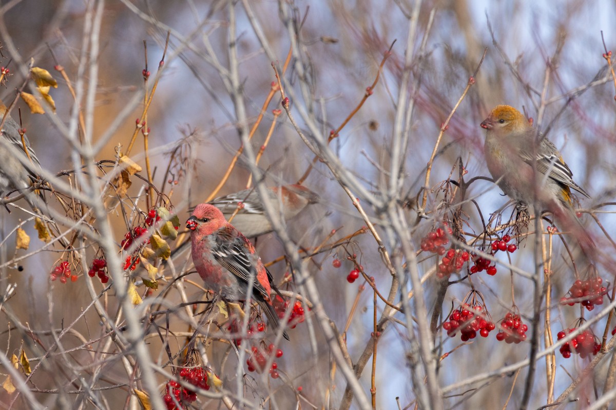 Pine Grosbeak - ML645838216