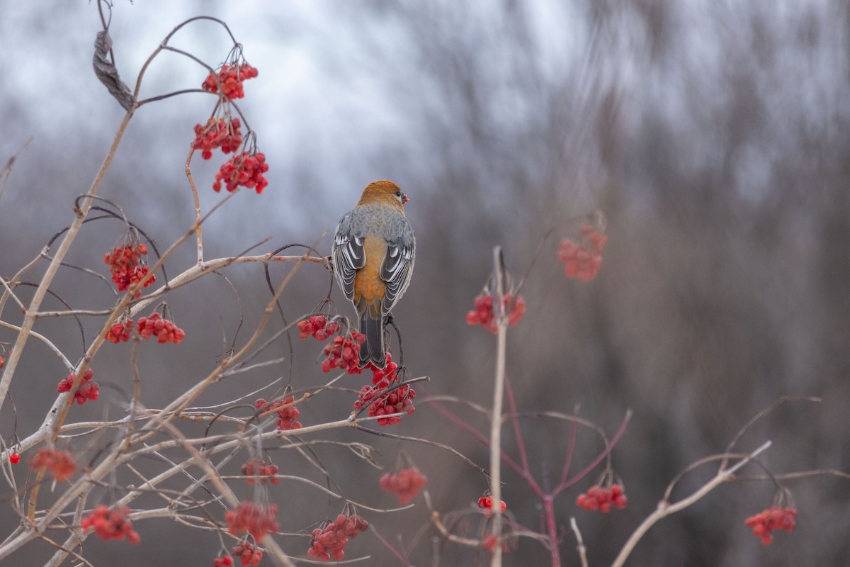 Pine Grosbeak - ML645838217