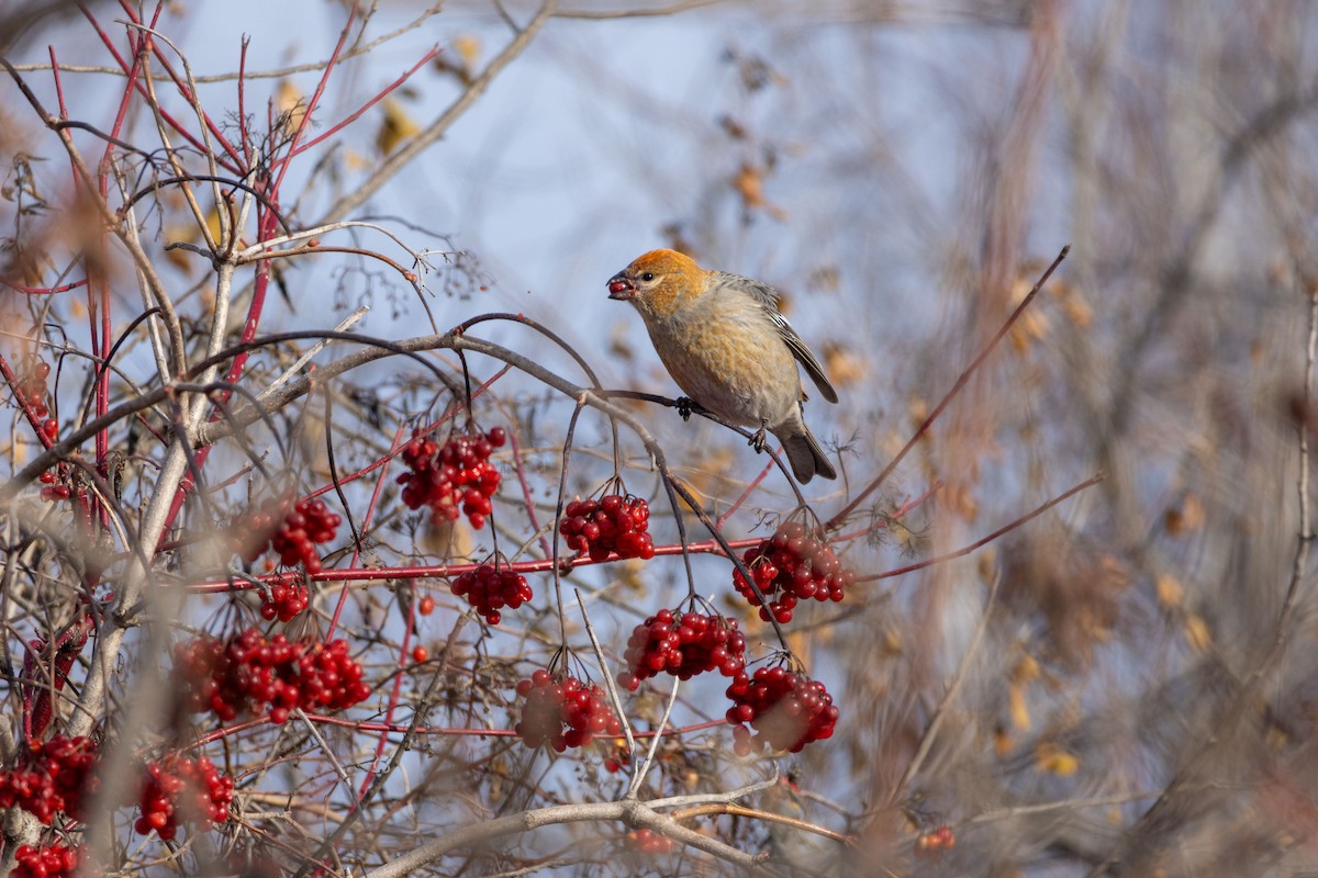 Pine Grosbeak - ML645838218