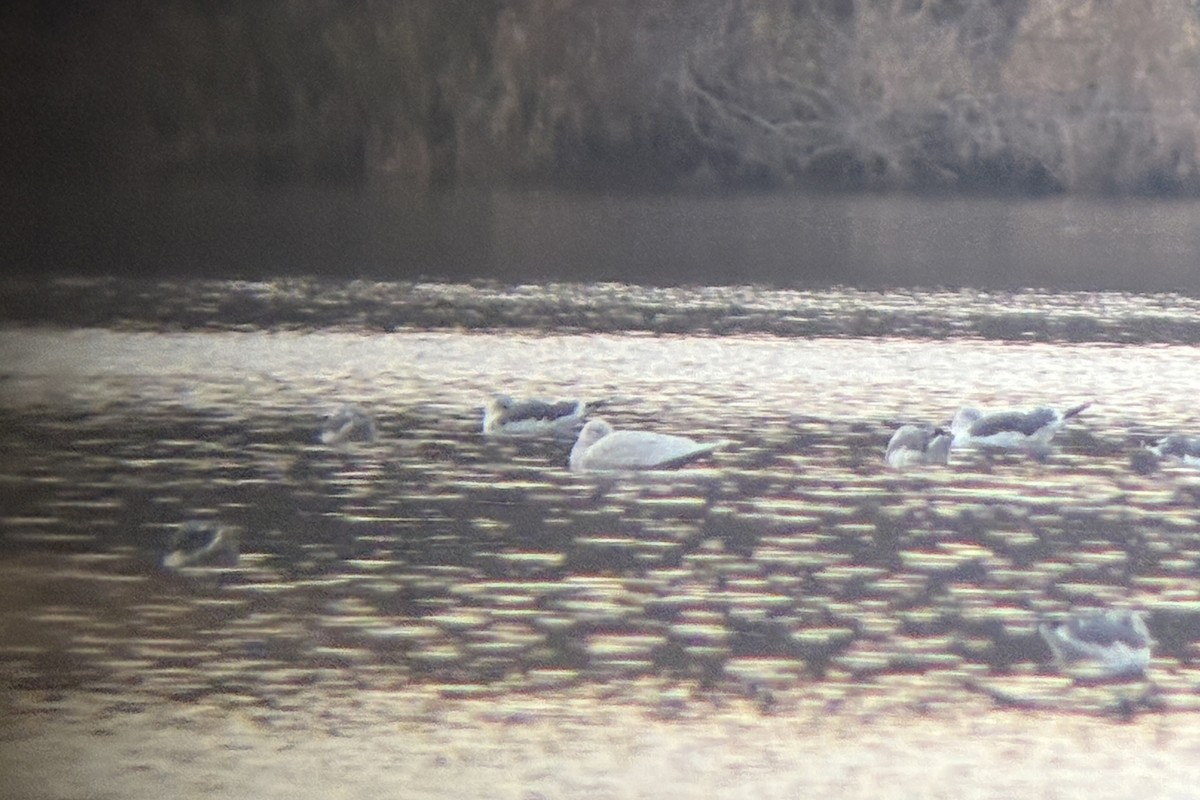 Gavión Hiperbóreo - ML645838219