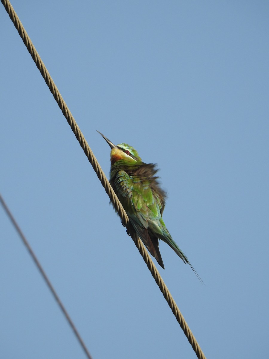 Blue-cheeked Bee-eater - ML645838220