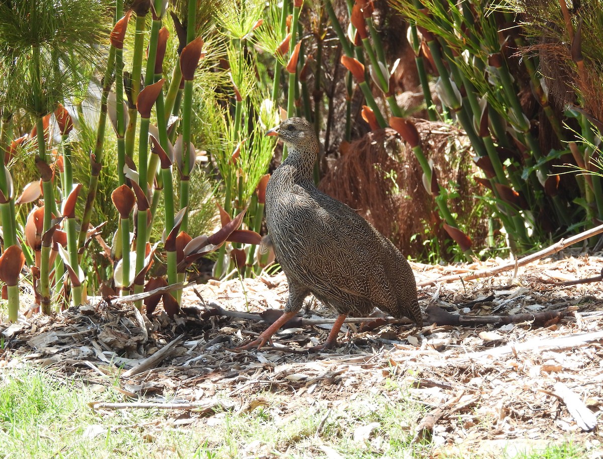 Cape Spurfowl - ML645838221