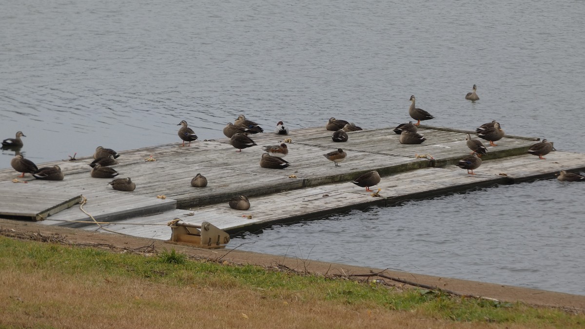 Eastern Spot-billed Duck - ML645838222