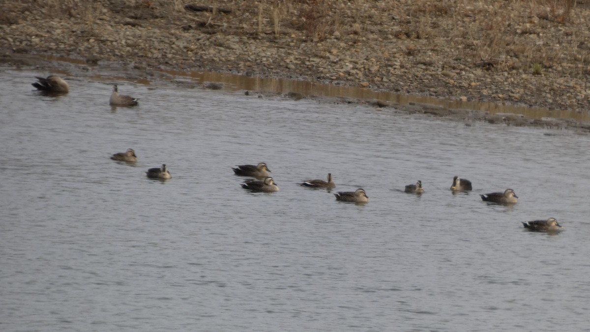 Eastern Spot-billed Duck - ML645838223