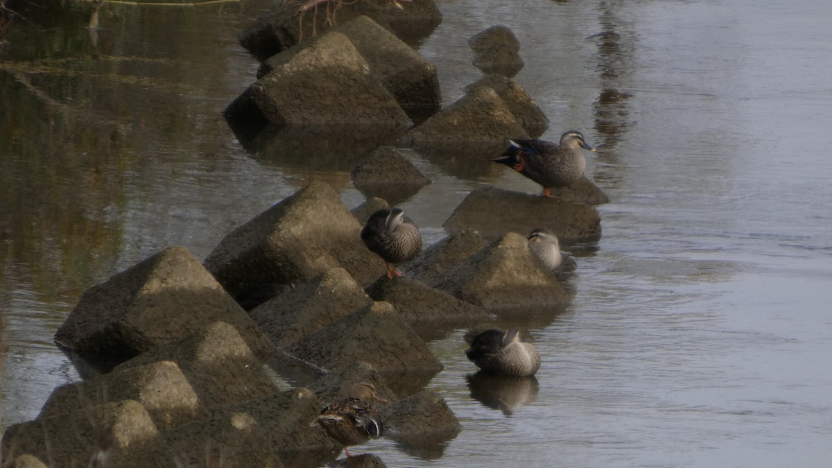 Eastern Spot-billed Duck - ML645838224