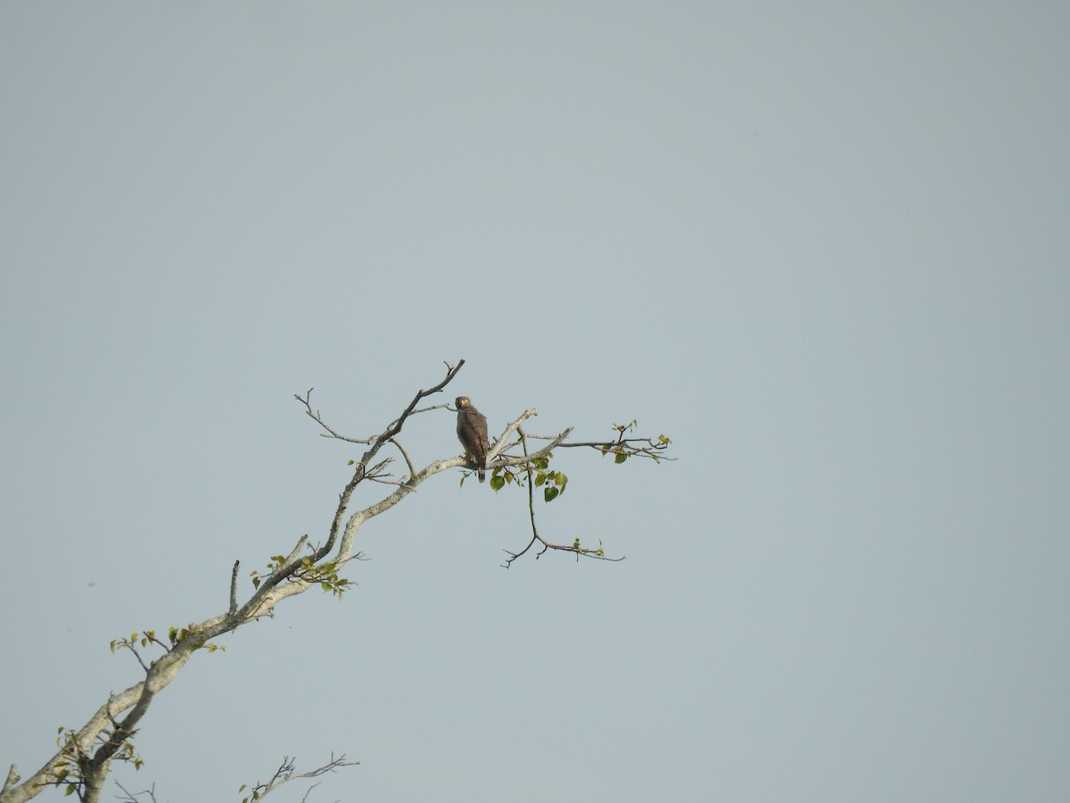 Roadside Hawk - ML645838225