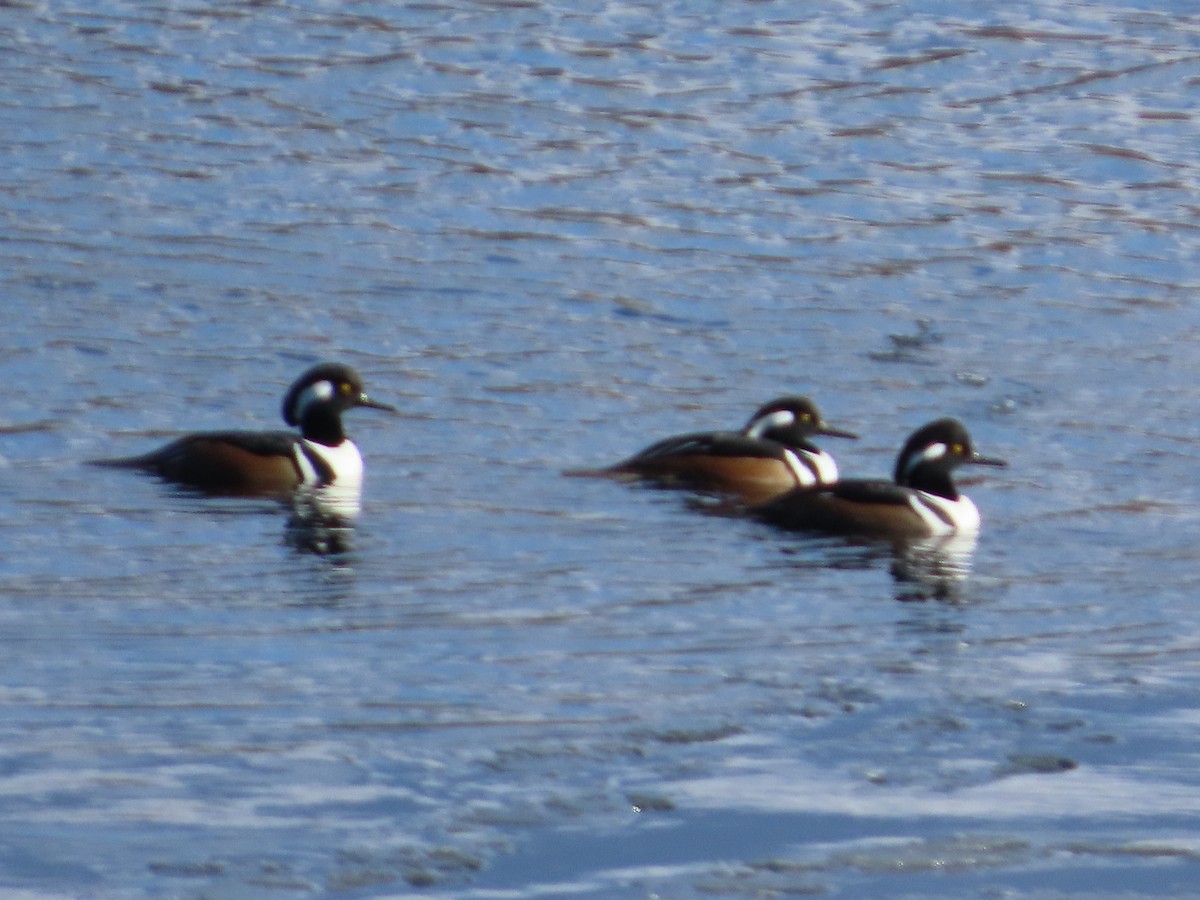 Hooded Merganser - ML645838226