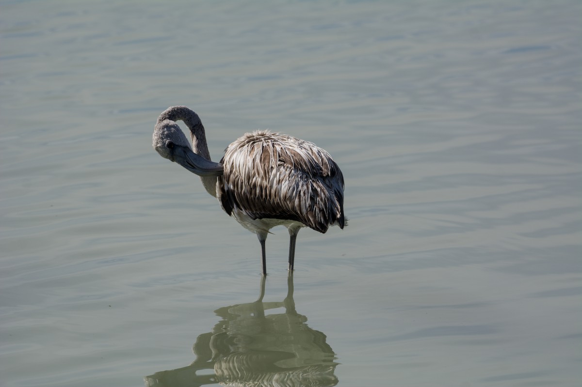 Greater Flamingo - ML645838227