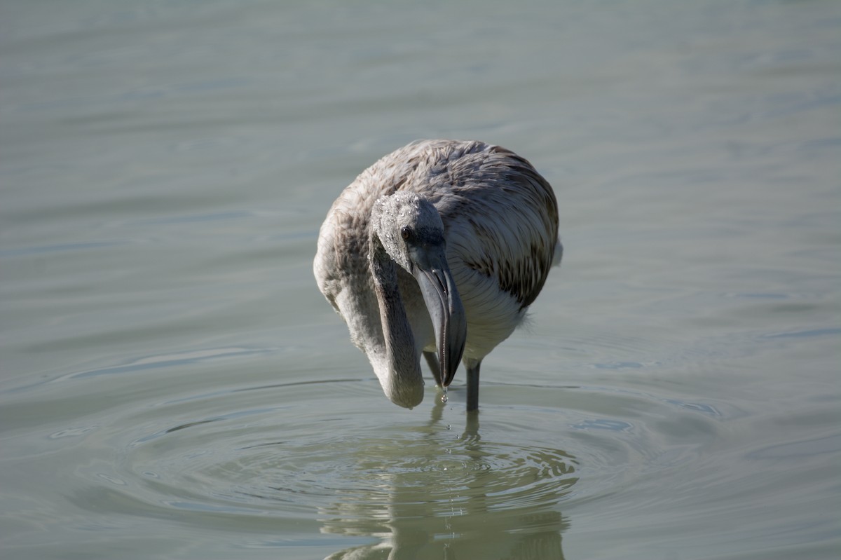 Greater Flamingo - ML645838228
