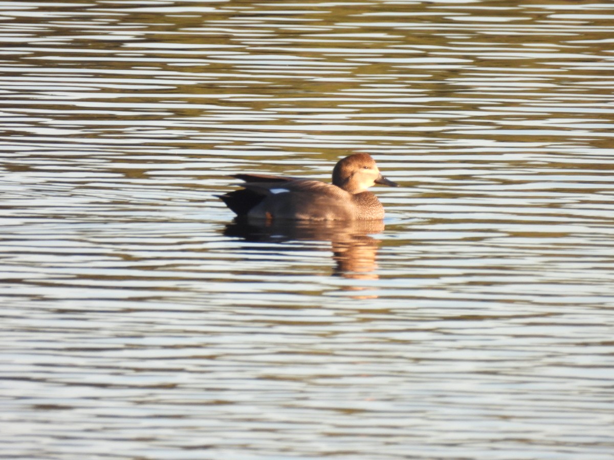 Gadwall - ML645838229