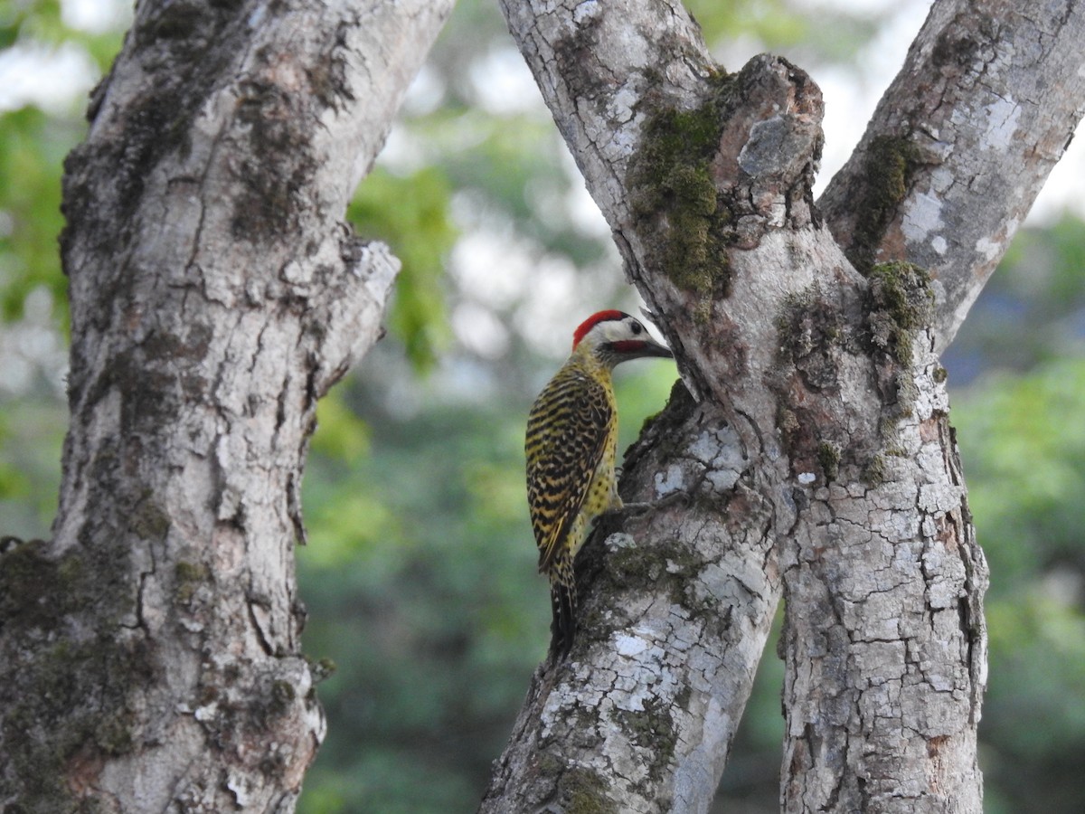 Green-barred Woodpecker - ML645838230