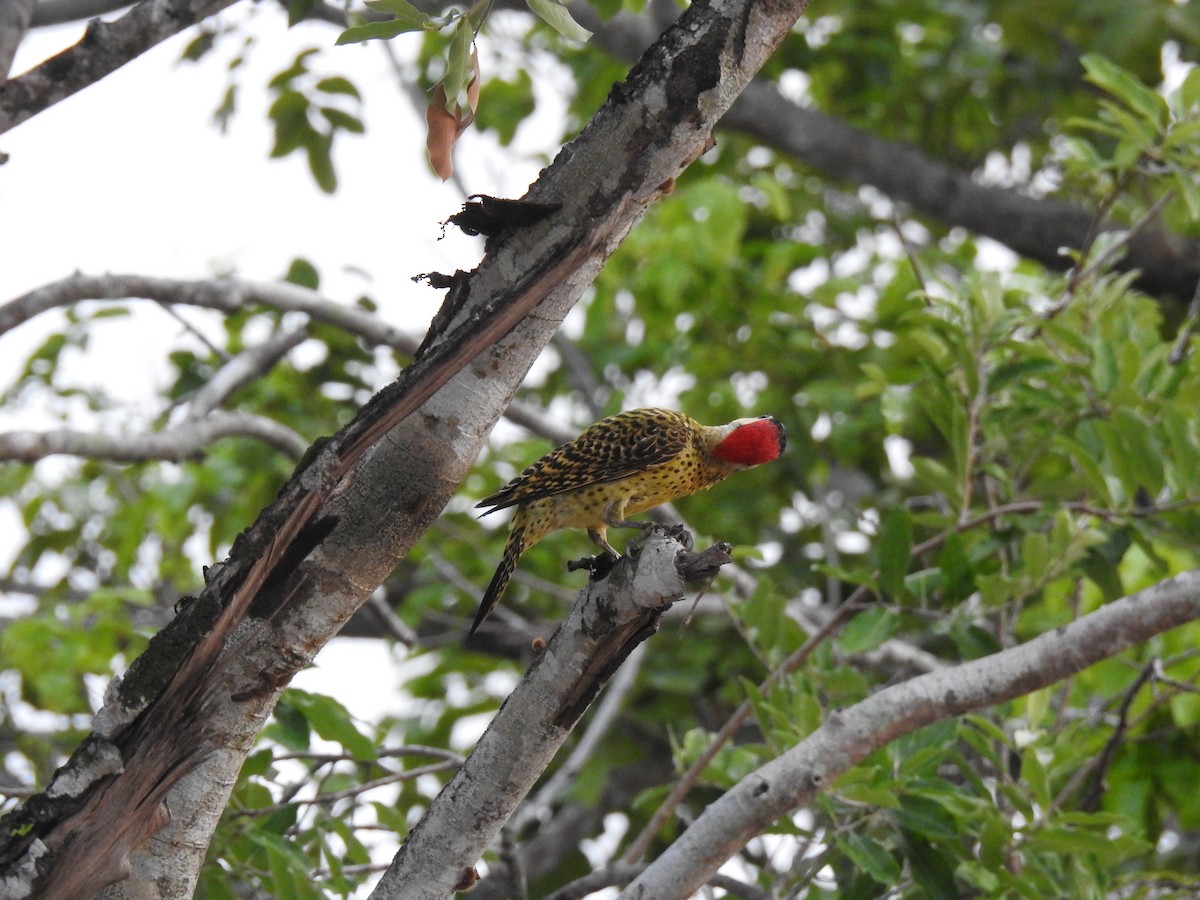 Green-barred Woodpecker - ML645838231