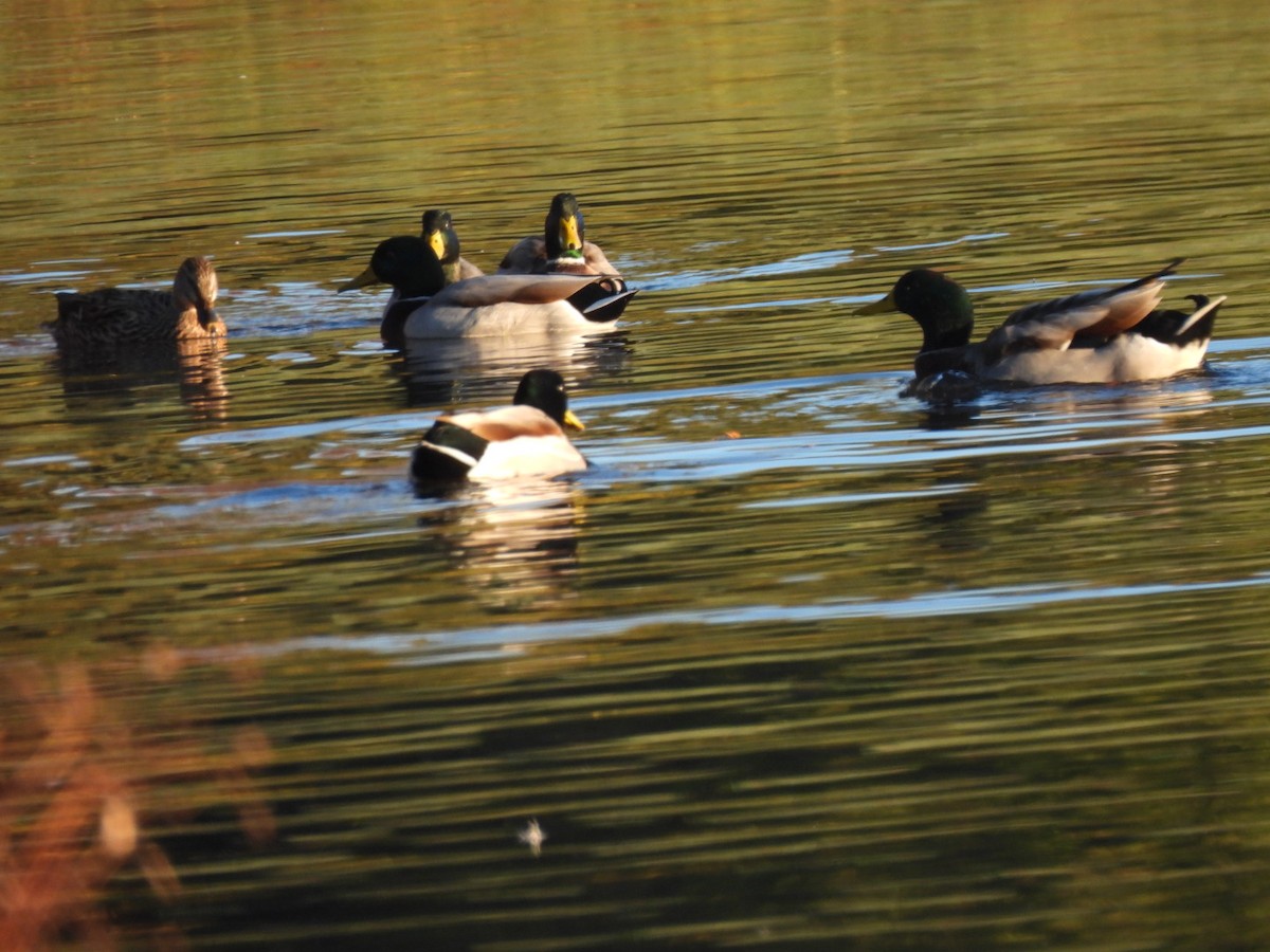 Mallard - ML645838232