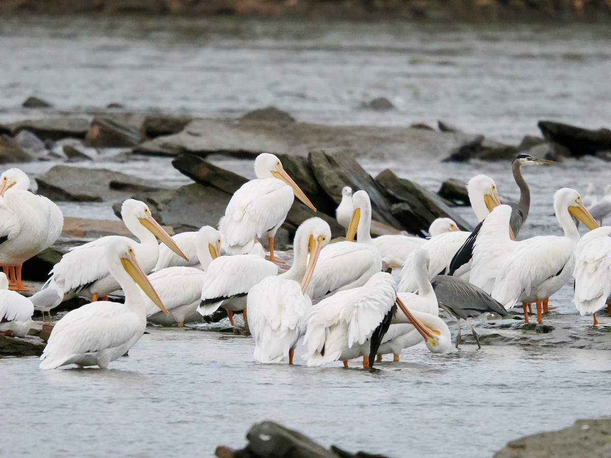 American White Pelican - ML645838233