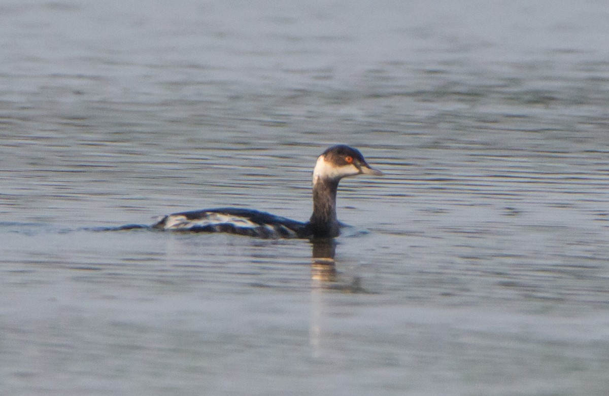 Черношейная поганка - ML645838241