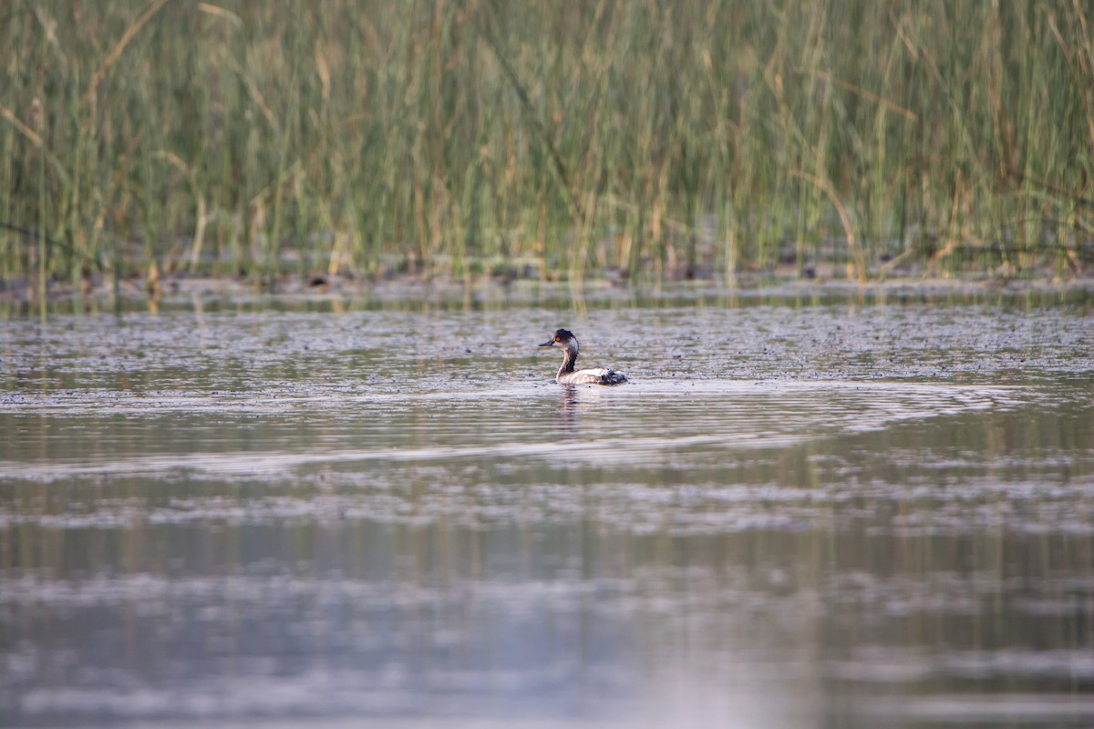 Черношейная поганка - ML645838242