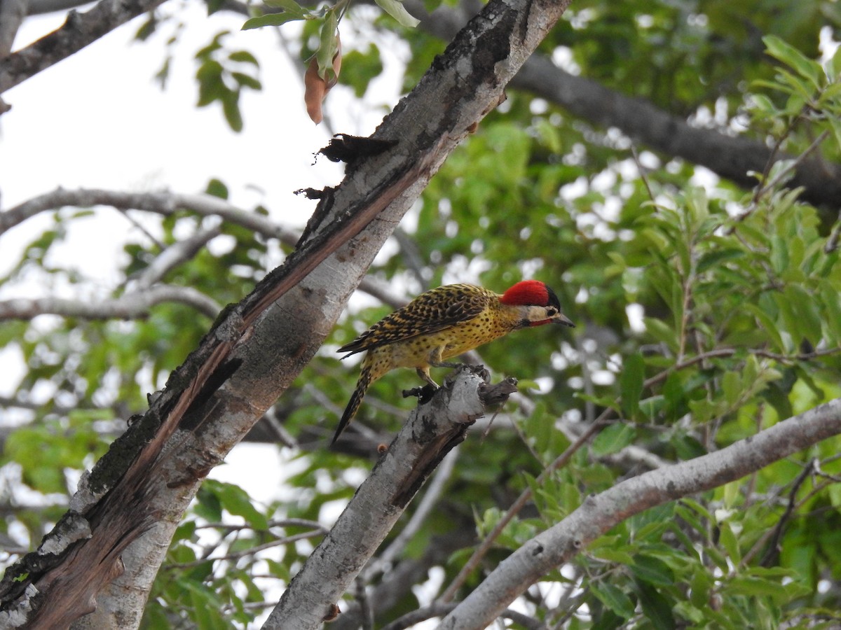 Green-barred Woodpecker - ML645838243