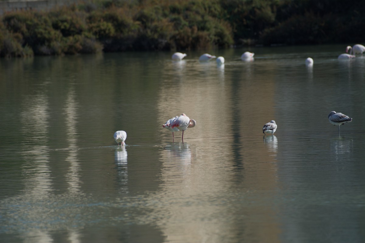 Greater Flamingo - ML645838244