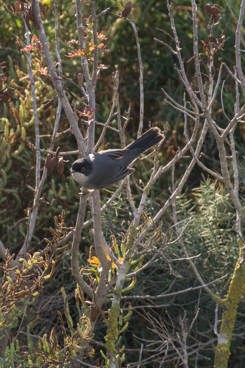 Sardinian Warbler - ML645838245