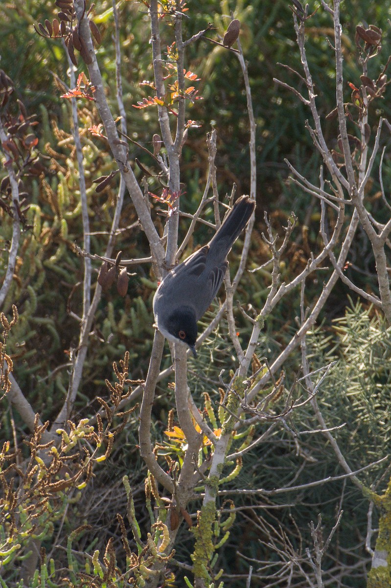 Sardinian Warbler - ML645838246