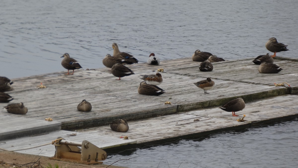Common Pochard - ML645838247
