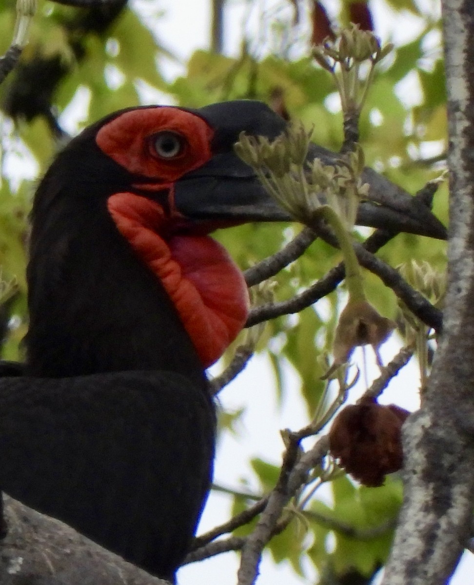 Southern Ground-Hornbill - ML645838251
