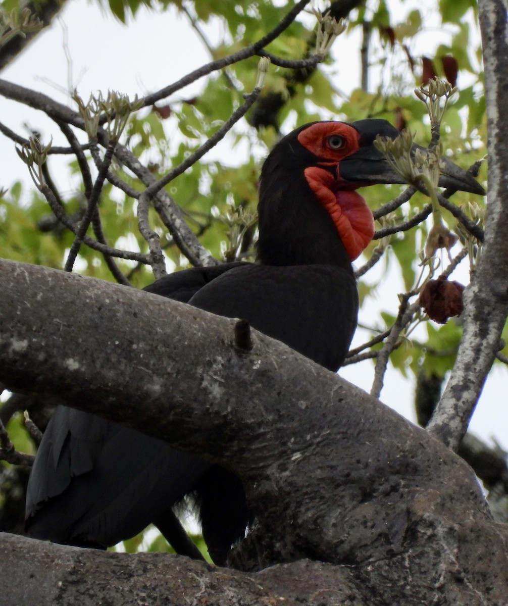 Southern Ground-Hornbill - ML645838252