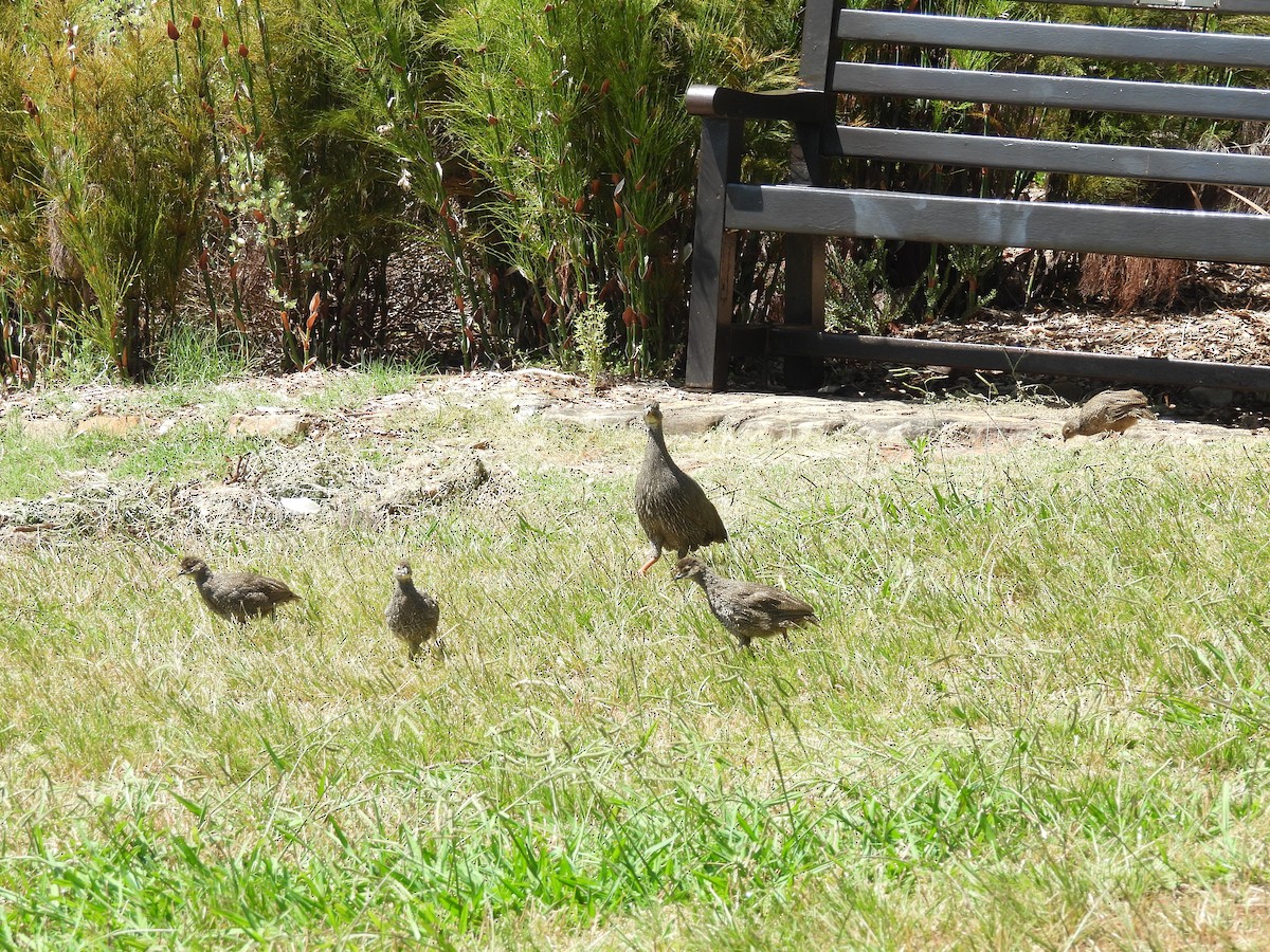 Cape Spurfowl - ML645838253
