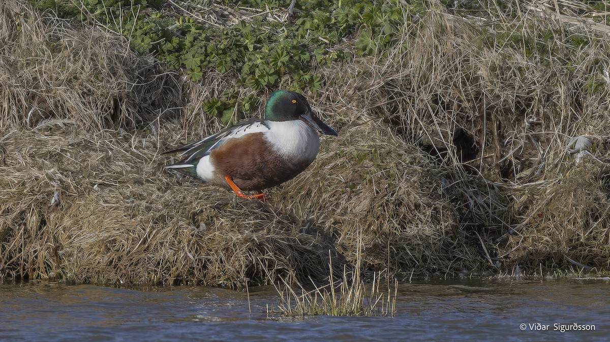 Northern Shoveler - ML645838254