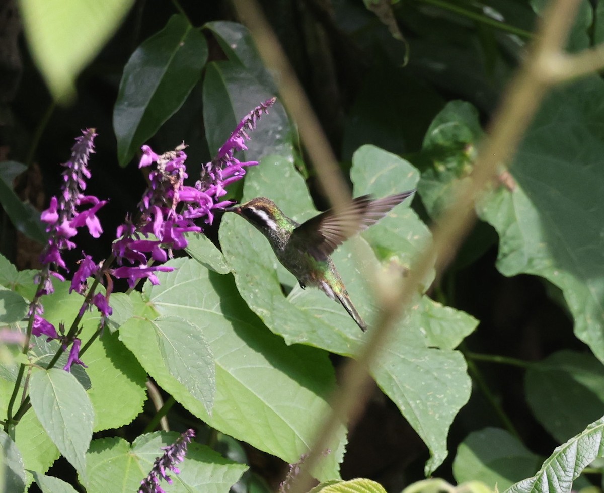 Green-throated Mountain-gem - ML645838255