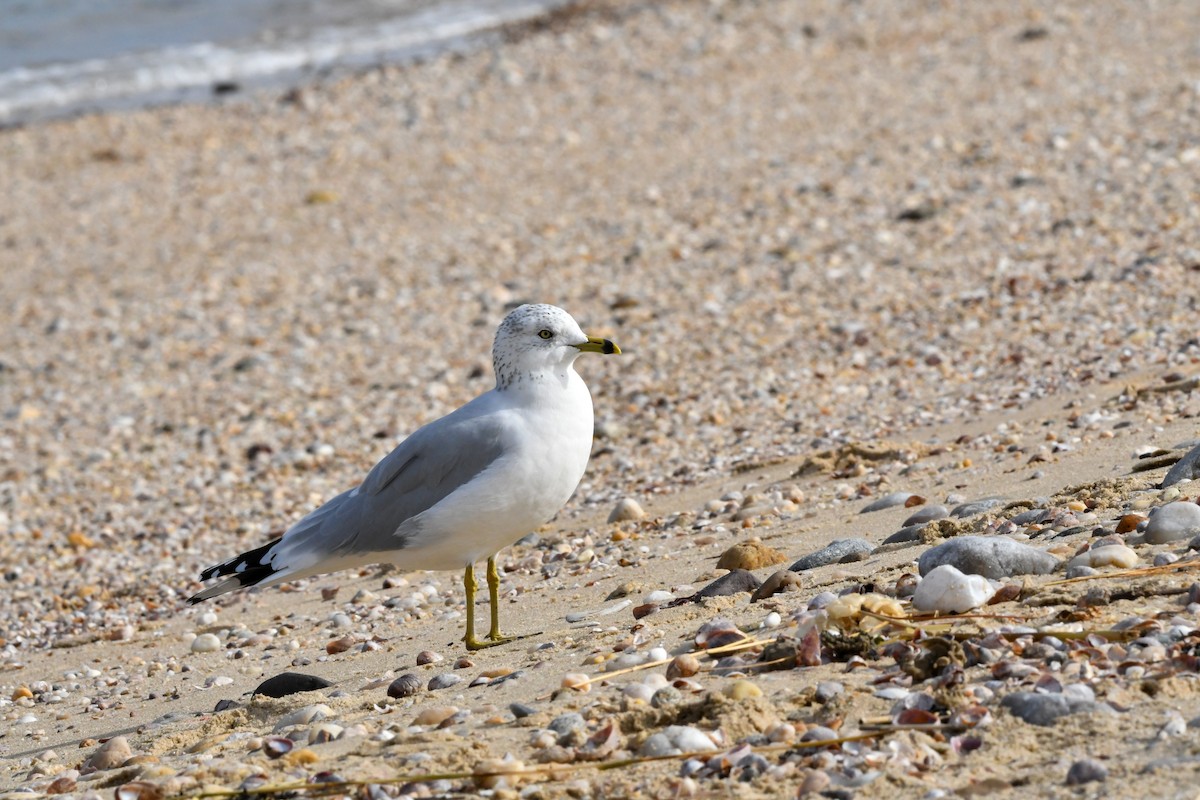 Ring-billed Gull - ML645838259