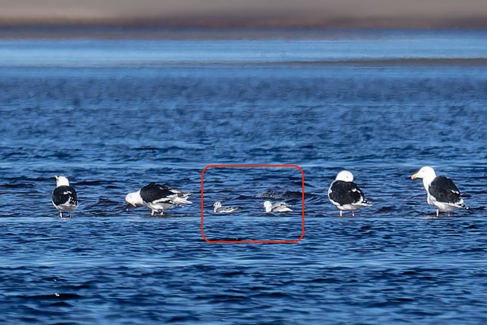 Bonaparte's Gull - ML645838267