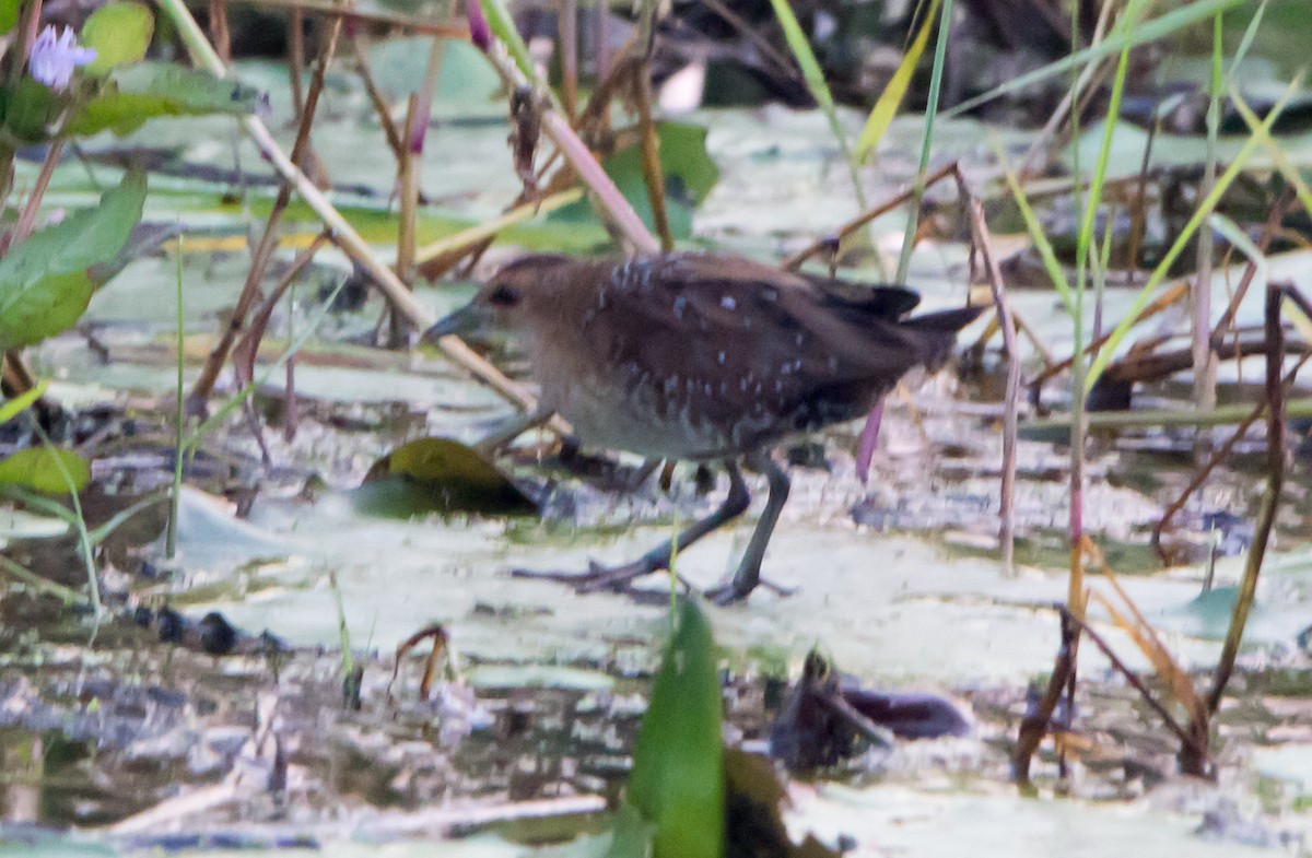Baillon's Crake - ML645838274