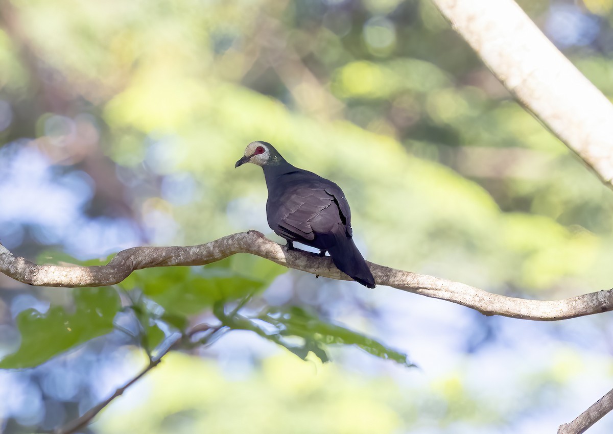Sula Cuckoo-Dove - ML645838276