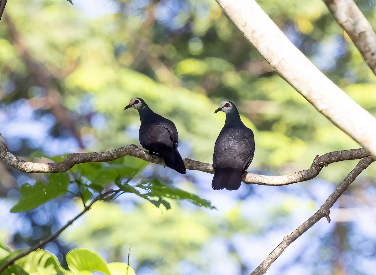 Sula Cuckoo-Dove - ML645838277