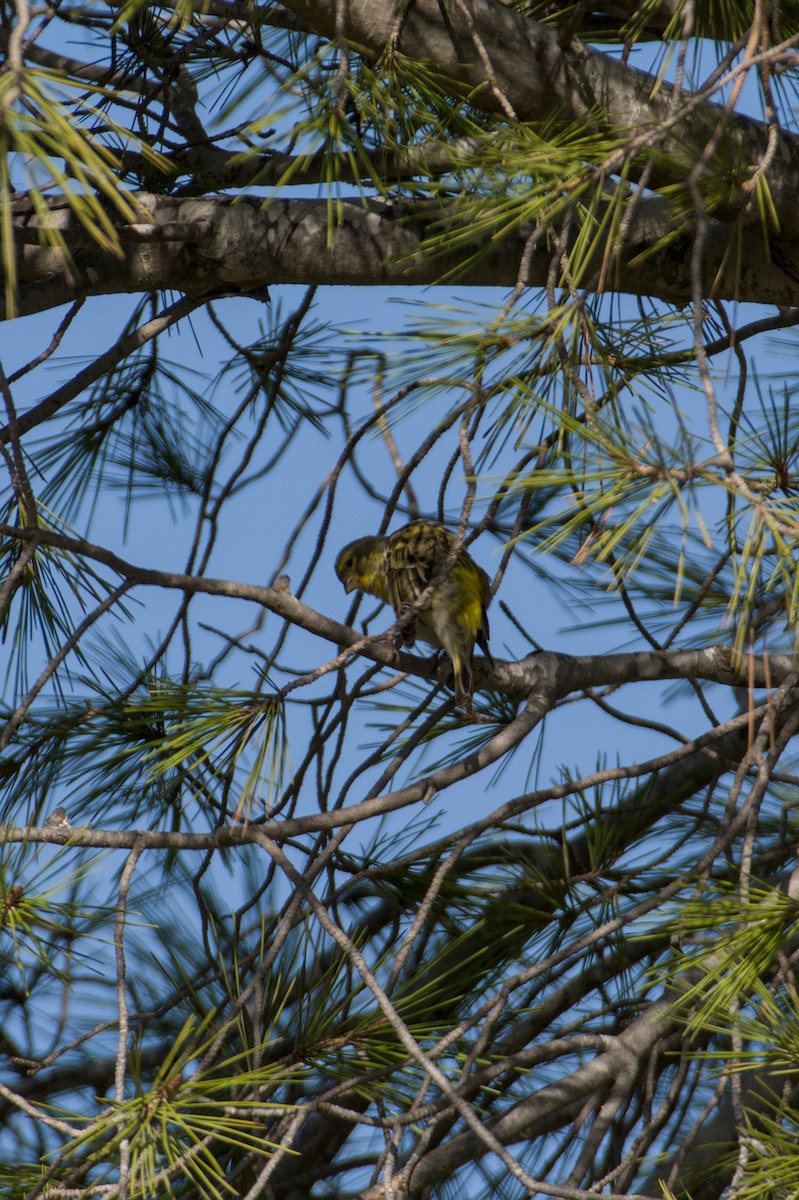 Girlitz - ML645838278