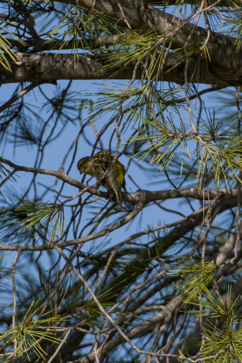 Girlitz - ML645838279