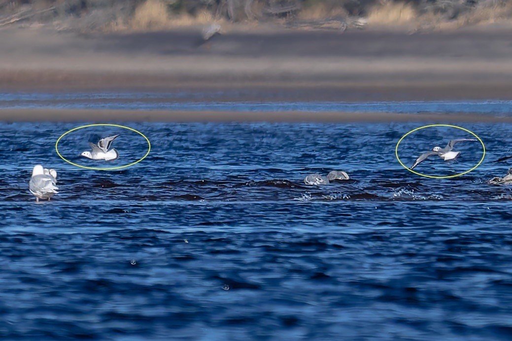 Bonaparte's Gull - ML645838282